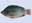 08090089: TILAPIA ECAILLE/VIDE 800+ THAILANDE C X 8 KG IWP